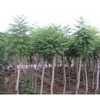 （藍(lán)花楹）地苗和假植袋苗