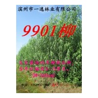 大量供應(yīng)9901柳