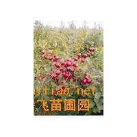 鈣果苗+薄殼香、8518. 中林、遼核、香玲、晉龍1-2號