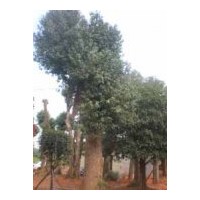 供應(yīng)湖南香樟