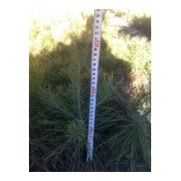 供應(yīng)樟子松營(yíng)養(yǎng)杯小苗