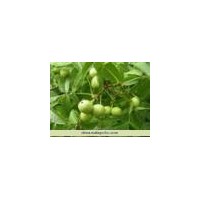 供應(yīng)核桃苗