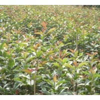 桂林光明苗圃50萬桂花苗出售