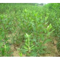 供應(yīng)花椒苗.香椿苗等