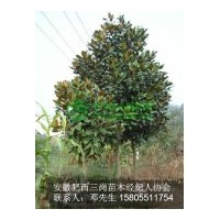 供應(yīng)廣玉蘭 各種規(guī)格都有