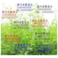 低價供應(yīng)迎春側(cè)柏黃櫨海棠流蘇碧桃紫荊榆葉梅桂花皂角桃樹實生苗