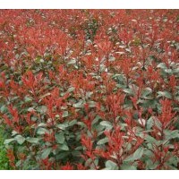 45萬畝苗木直銷紅葉石楠.紅葉小檗.紅王子錦帶