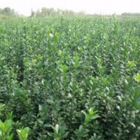 出圃價售小葉女貞.金森女貞.水臘