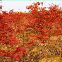 出售羅漢松香樟小苗 江南榿木小苗 楓香 木荷 紅豆杉苗價(jià)格