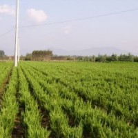 供應(yīng)龍柏，蜀檜，刺柏