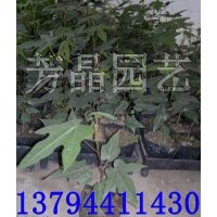 大福木棉苗,星花酒瓶樹苗,大腹木棉苗,澳洲火焰木苗,檀香苗