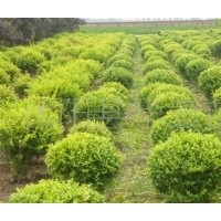 球類金葉女貞球.小葉女貞球.火棘球.黃楊球.冬青球.龍柏球.