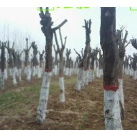 供應(yīng) 國(guó)槐 十公分國(guó)槐價(jià)格十公分國(guó)槐十公分國(guó)槐價(jià)格