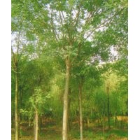 出售國槐