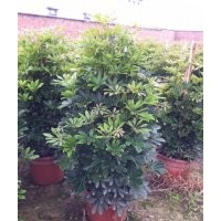 鴨腳木大量現(xiàn)貨供應(yīng)