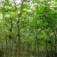 刺槐移栽樹(shù)