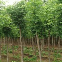 大量出售國槐、法桐、棗樹、刺槐、榆樹、柳樹、白蠟、