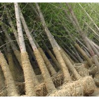 長(zhǎng)期供應(yīng)銀杏1--80公分銀杏樹