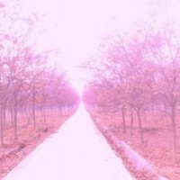 出售優(yōu)質(zhì)紅櫸樹(shù)