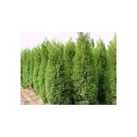 山西苗木：側(cè)柏苗 塔柏價(jià)格