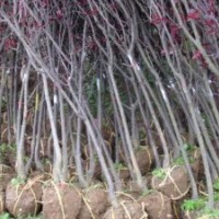 自產(chǎn):紅葉李、紫薇、紅葉桃等地經(jīng)2到8公分量大