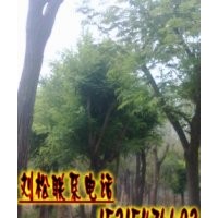 兗州國槐便宜嗎？大旺國槐基地