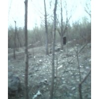 大量出售；8公分白蠟2-3年冒2。8-3米嶻干的