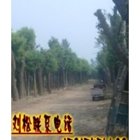 國槐/優(yōu)質(zhì)國槐花木之鄉(xiāng)-大旺苗木