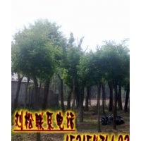 批發(fā)國槐苗木-國槐樹苗種子-國槐價格-國槐基地