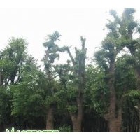 合肥長綠苗圃長年供應各種規(guī)格樸樹