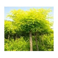 柳樹 國槐 欒樹 金枝槐 金葉榆
