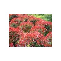 南京信誠(chéng)紅葉石楠