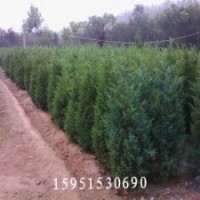 供應(yīng)塔柏，塔柏基地，塔柏基地直銷，塔柏價格咨詢