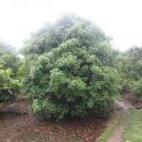 主營四季桂，八月桂，丹桂，廣玉蘭，紅楓、櫻花。紫薇，香樟、海