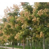 供應桂花,香樟、廣玉蘭、紅玉蘭、白玉蘭、大葉女貞.桂英