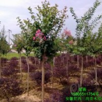 供應(yīng)紫薇（百日紅）2公分3公分紫薇4公分5公分紫薇價(jià)格