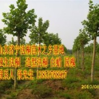 供應速生法桐 造型法桐 白蠟 國槐1--40公分1--4速生法桐 造型法