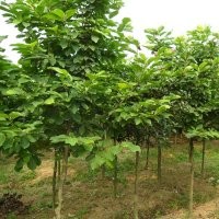 白玉蘭，白玉蘭價格，白玉蘭基地，潢川白玉蘭，河南白玉蘭