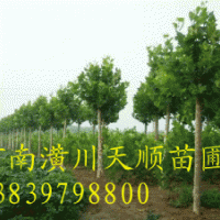 法桐，法桐價格，法桐基地，速生法桐，法國梧桐，懸鈴木，潢川法