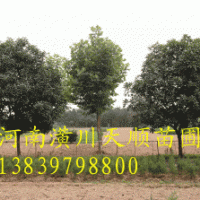 石楠，中國石楠