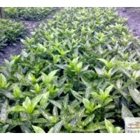 工程苗木灑金珊瑚 高：30-40公分