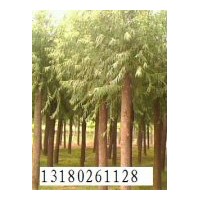 供應(yīng)速生柳、饅頭柳、垂柳 1-20公分的都有