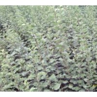 出售小葉丁香 連翹 紅瑞木 紅玫瑰 三角楓等