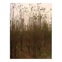 垂絲海堂優(yōu)惠供應(yīng)