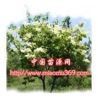 暴馬丁香綠化苗木專業(yè)供應商！