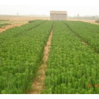 供應(yīng)白皮松苗，側(cè)柏苗，油松苗，華山松苗，黑松苗