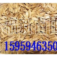 喜樹種子,馬褂木種子,厚樸種子,濕地松種子,香樟種子,杞木種子