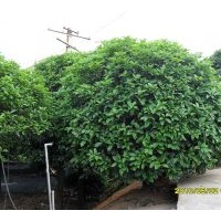 供應(yīng)紅花玉蘭