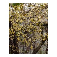 供應(yīng)成都臘梅2-2.2米