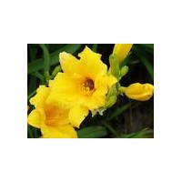 供應(yīng)金娃娃萱草 鳶尾，紫露草，月季花，爬山虎，國(guó)槐，白蠟，法